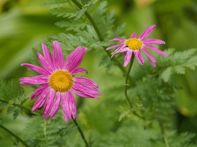 Painted Daisy
