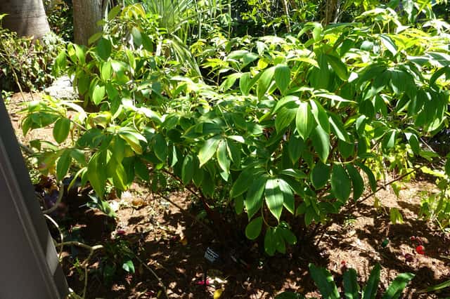 Gengibre-de-cera-indonésio