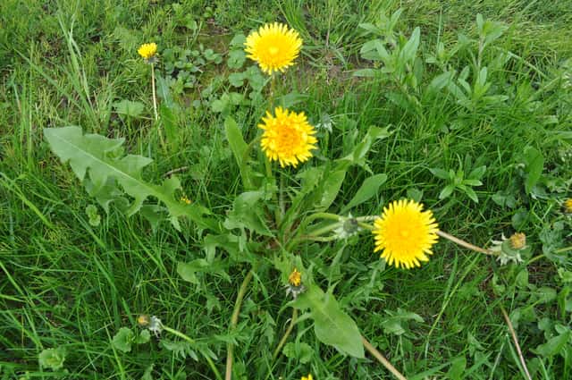 Dandelion