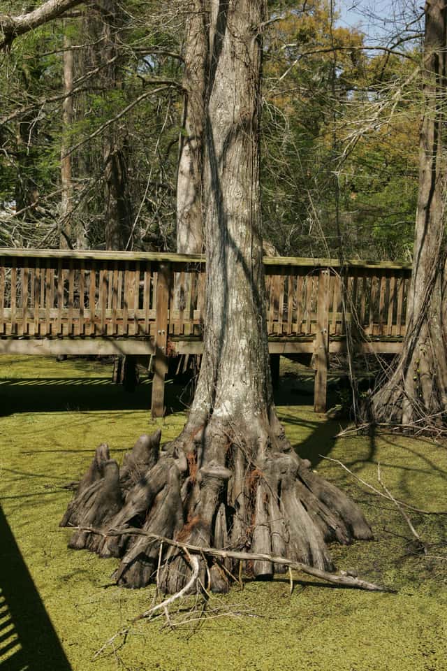Bald Cypress