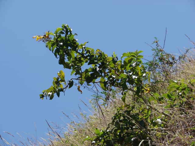 Ipê-amarelo-de-jardim