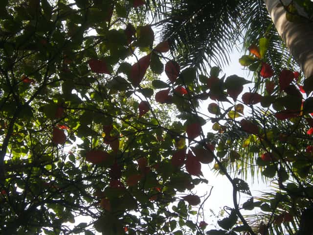 Tropical Almond