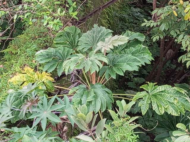 Rice Paper Plant