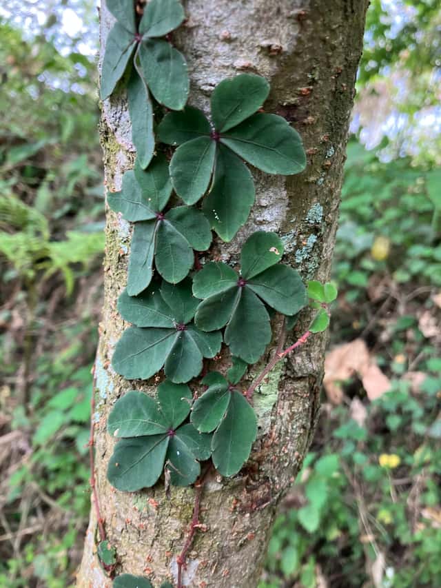 Lizard Vine
