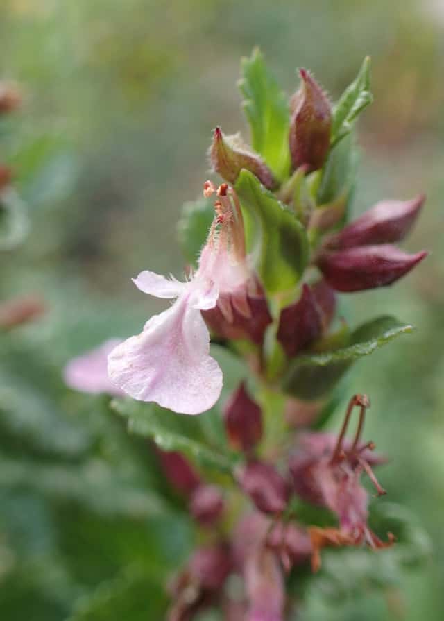 Germander