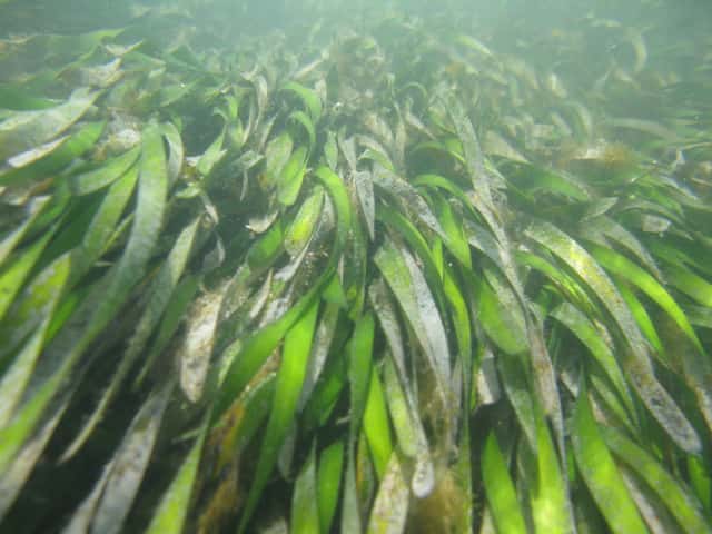 Turtle grass