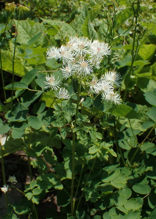 Ruda de hojas de aguileña