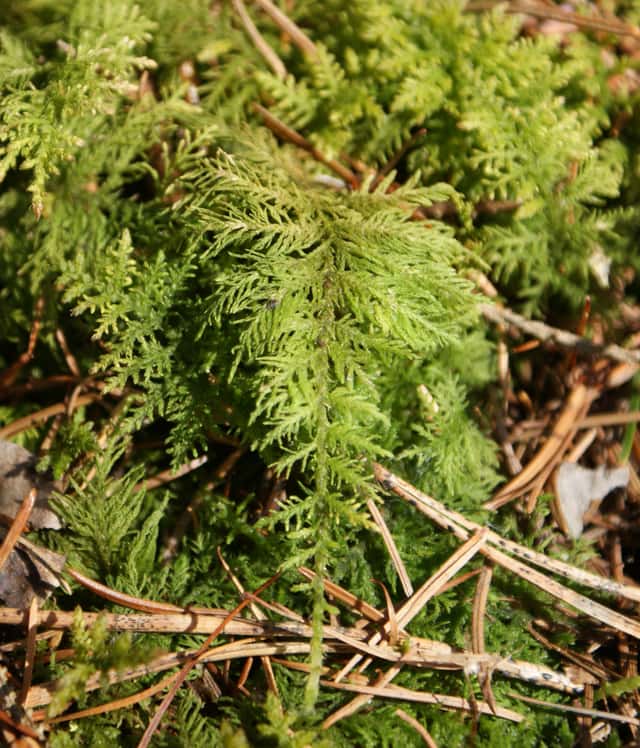 Common Tamarisk Moss