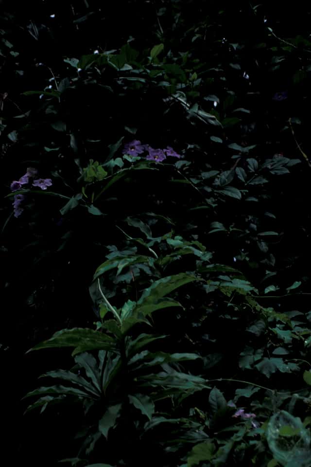 Thunbergie à feuilles de laurier