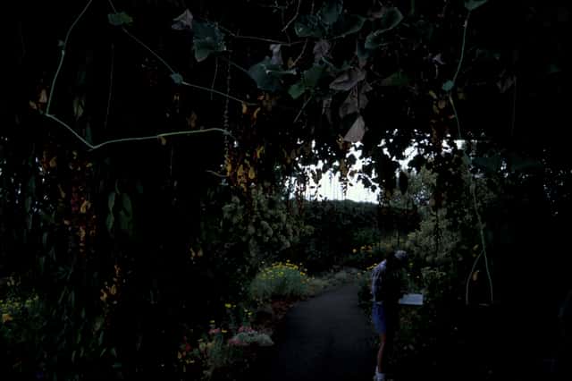 Vinha-trompete-de-Mysore