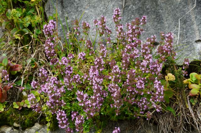Thyme
