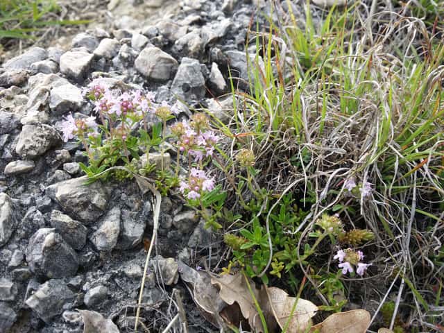 Mediterranean Thyme