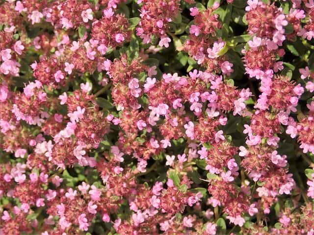 Wild Thyme