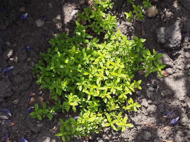 Lemon thyme