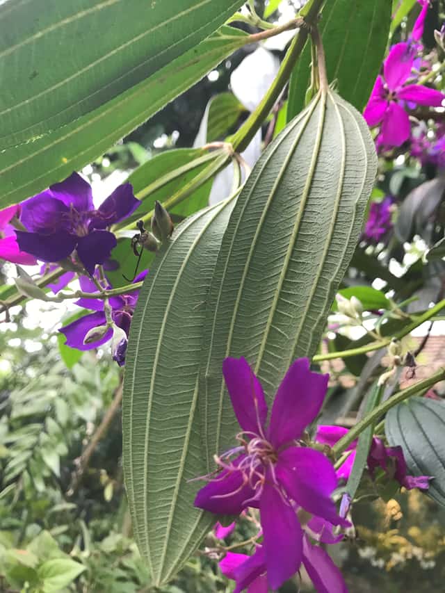 Quaresmeira