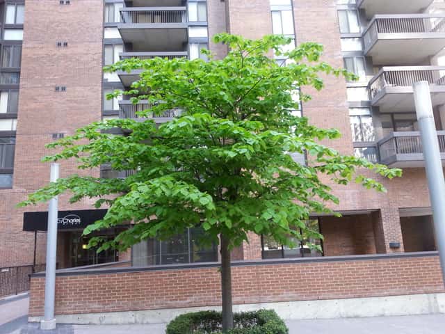 American basswood