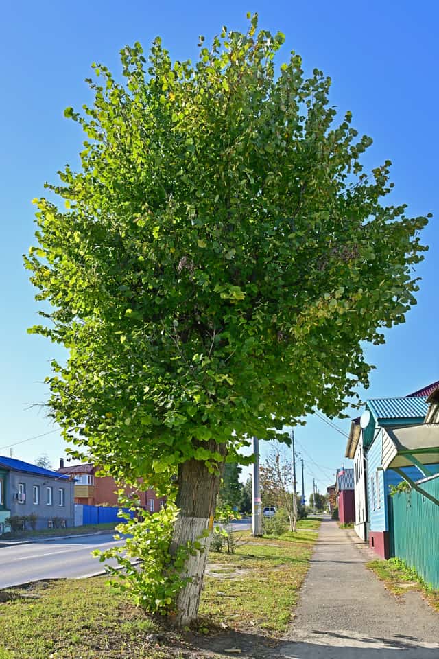 Little-leaf Linden