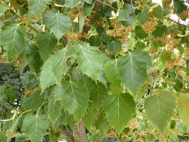 Henry's lime