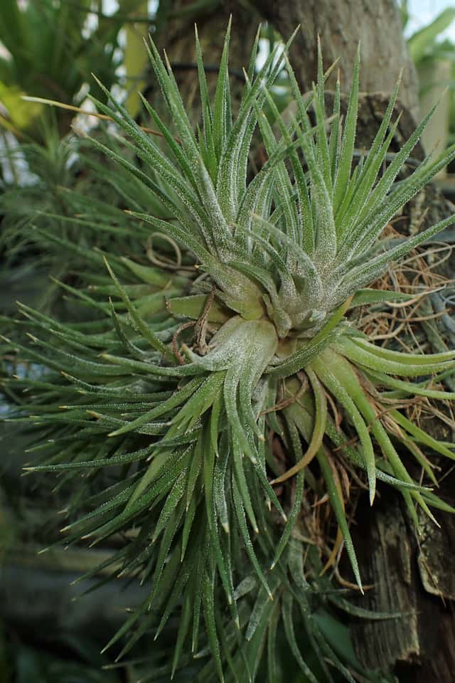 Tillandsia