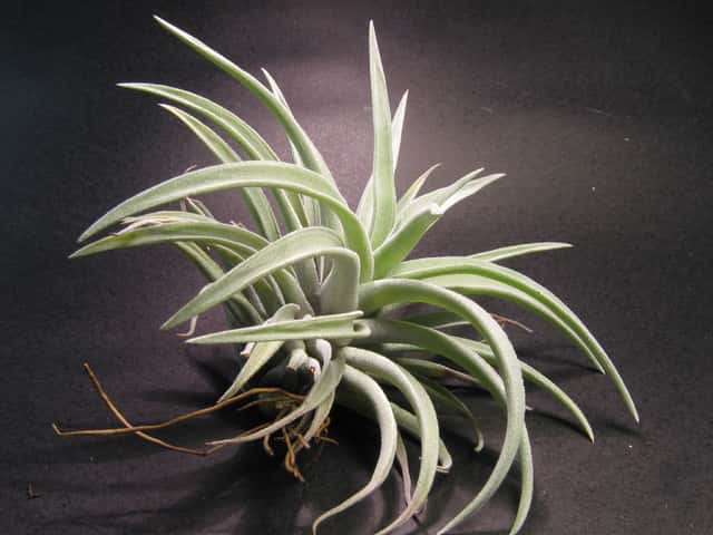 Harris's Air Plant