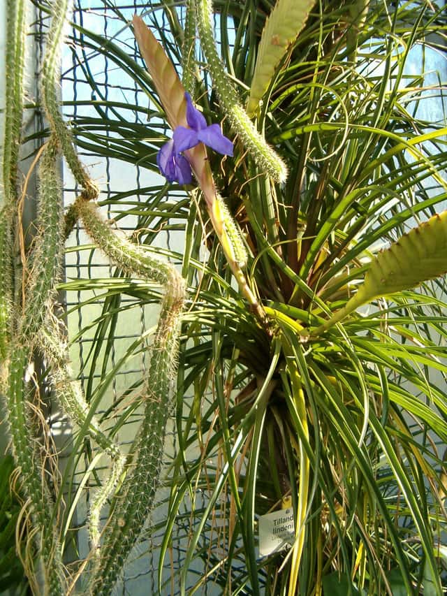 Antorcha Azul