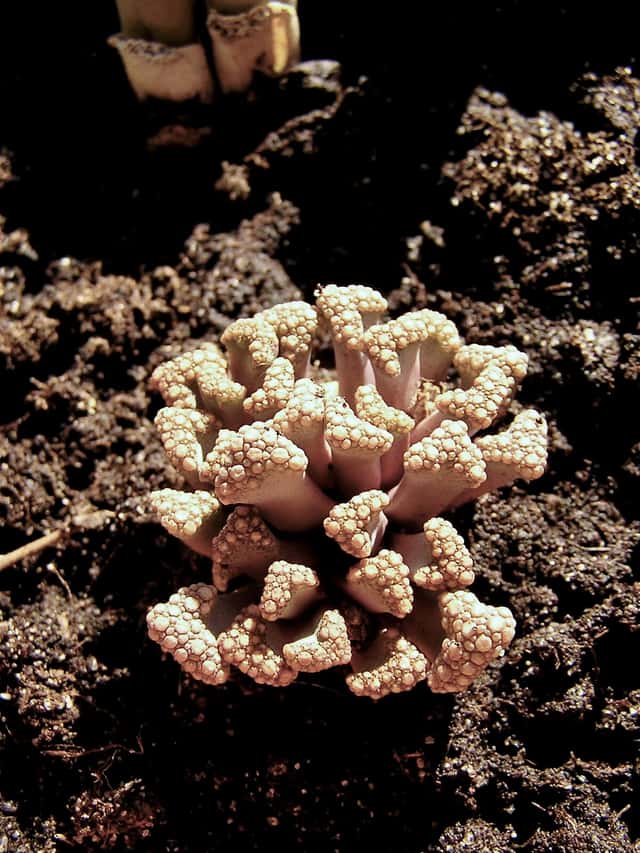 Titanopsis