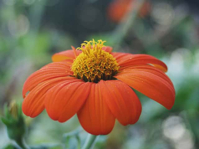 Mexican Sunflower