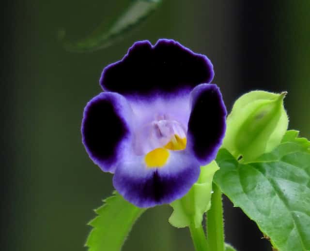 Fleur Wishbone