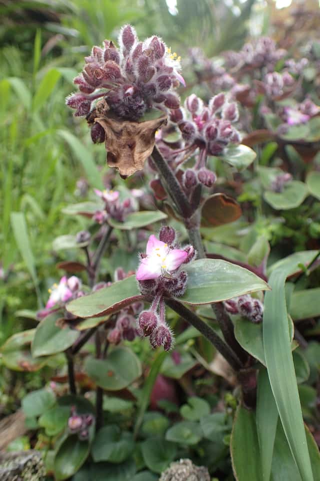 Flowering Inch Plant
