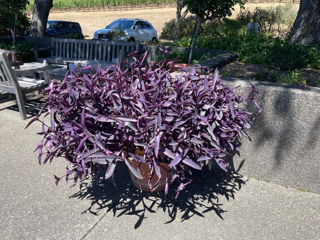 Tradescantia Zebrina