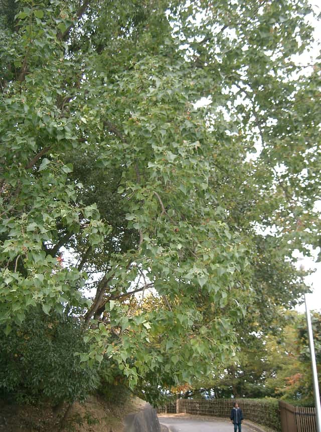 Chinese Talgboom