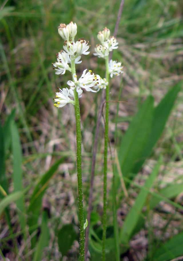 Sticky false asphodel