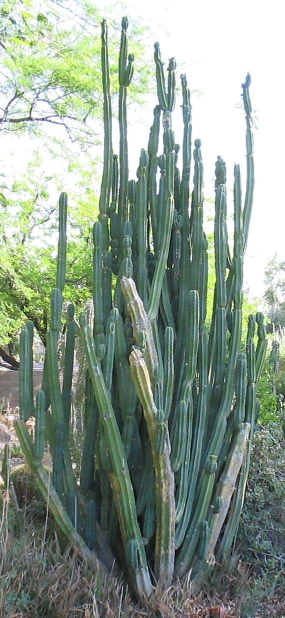 Cacto San Pedro