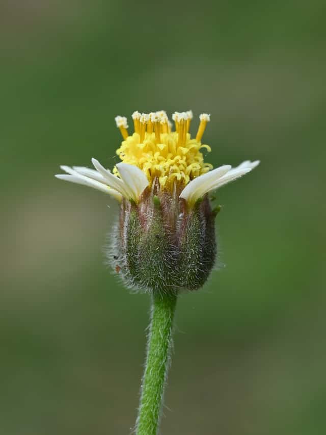 Erva-de-touro