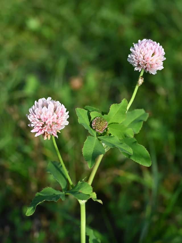 Alsike Clover