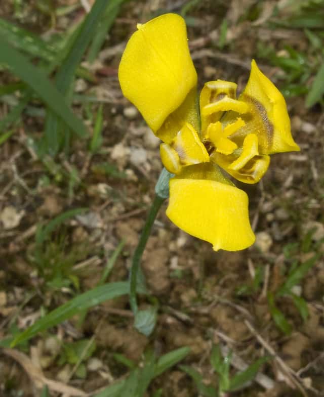 Gelbe Wanderiris