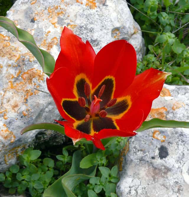 Tulipa-de-Agen