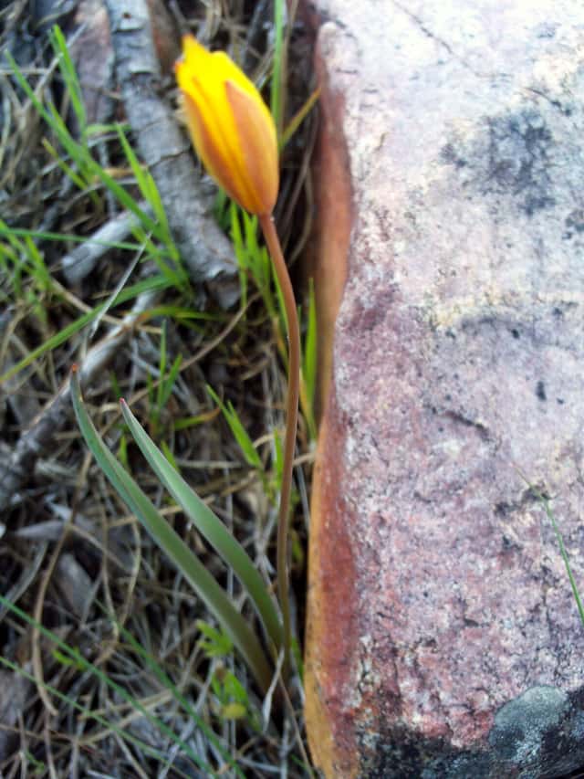 Tulipe sauvage