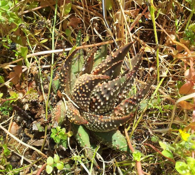 Tulista pumila