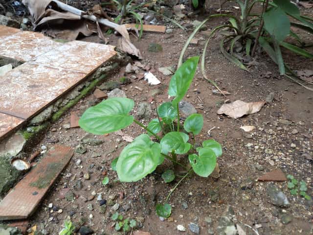 Typhonium