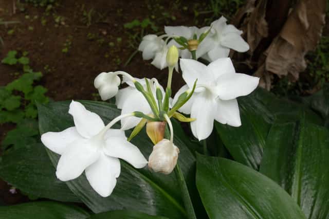 Lirio del Amazonas Grandiflora