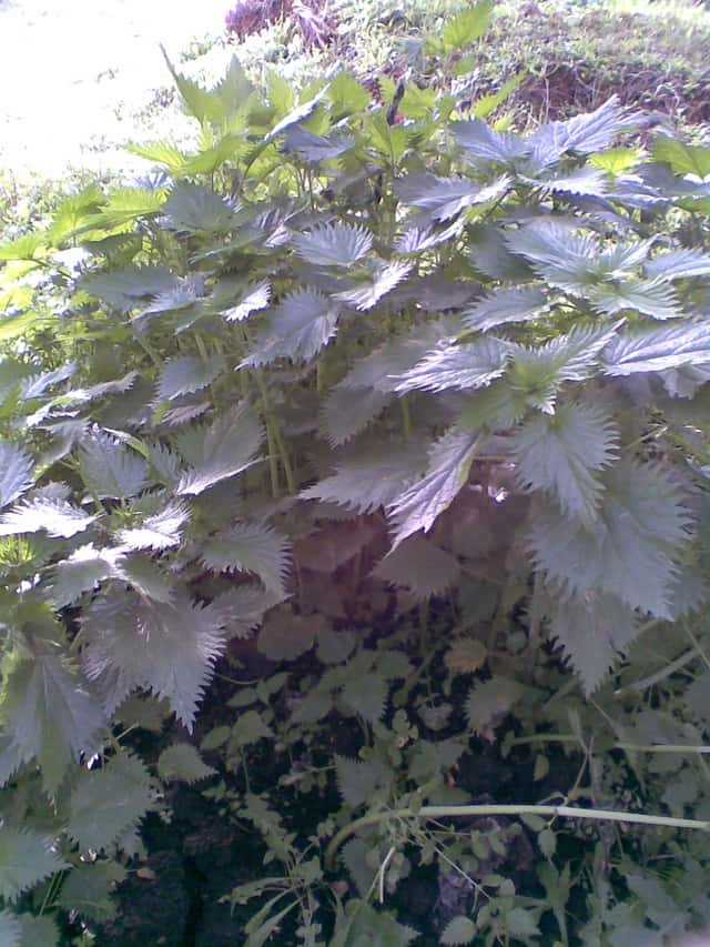 Stinging Nettle