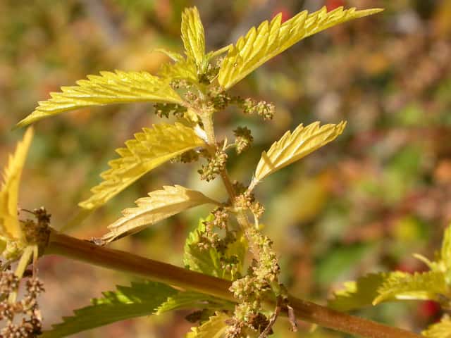 Slender Stinging Nettle