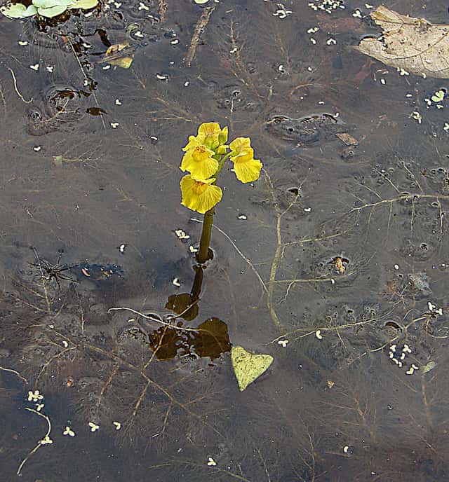 Utricularia foliosa
