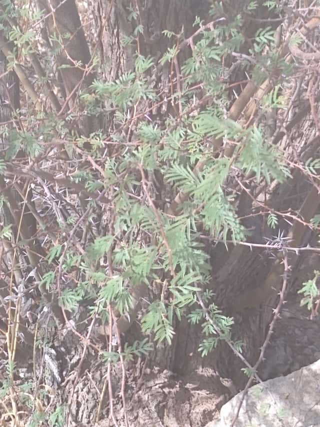 Acácia-australiana / Vachellia (gênero)