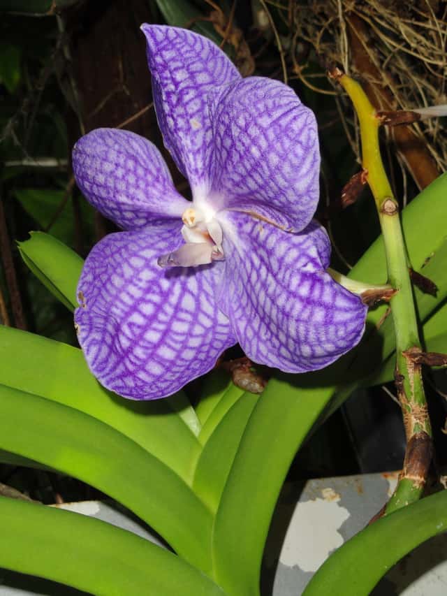 Blue Vanda Orchid