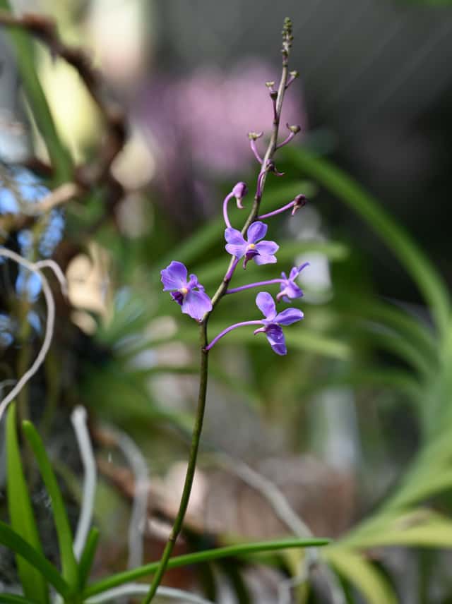 Vanda-azul-pequena
