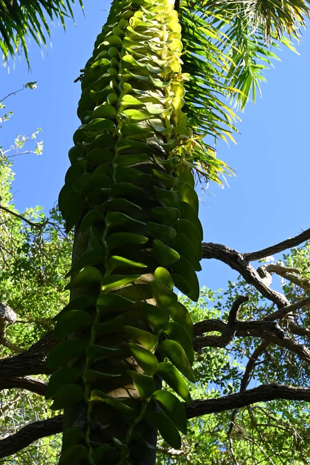 Vanilla Orchid