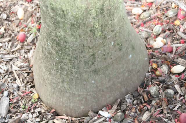 Palmeira de Montgomery