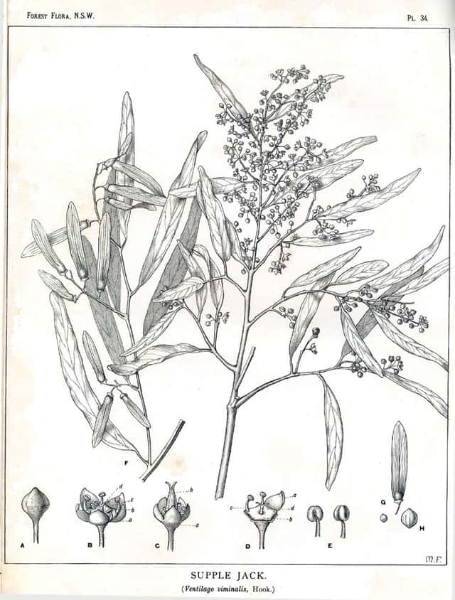 Ventilago